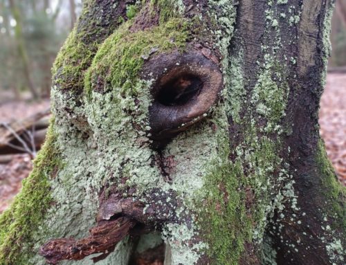 Wör­mer Wald­wun­der — Ein Erlebnis